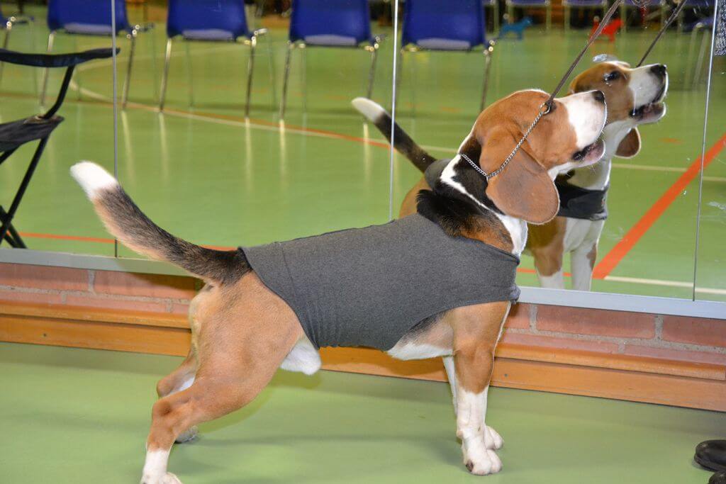 57 spændte Beagles render rundt i Billund Idrætscenter