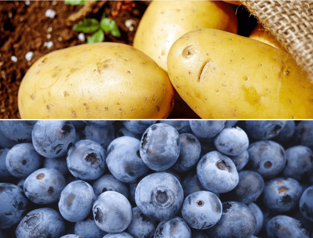 Vi dyrker mest kartofler og blåbær i Billund kommune