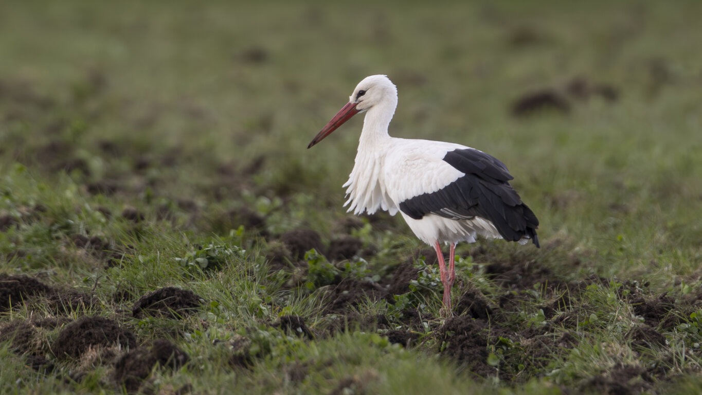 Se billederne: Stork Langeben landede ved Billund