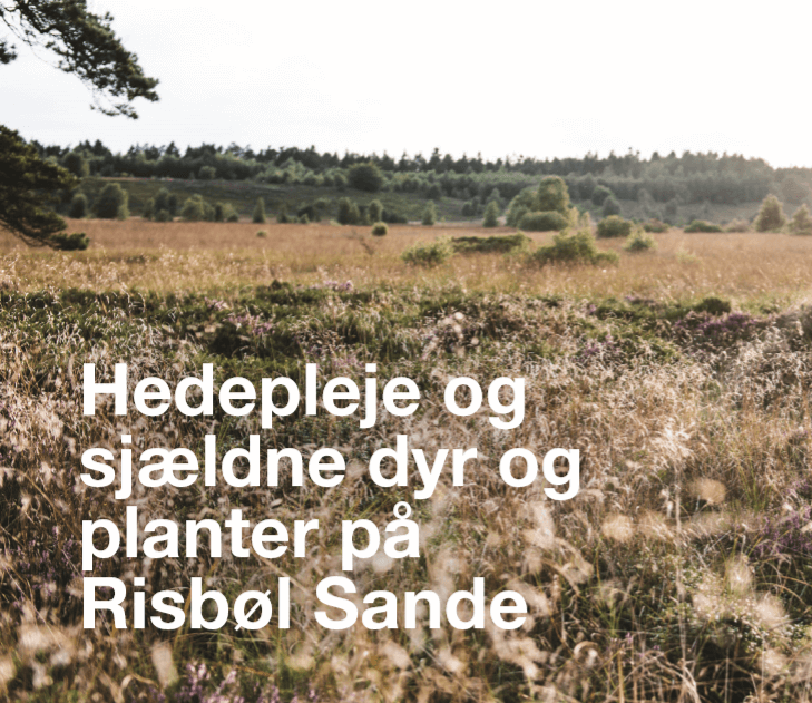 Hedepleje og sjældne dyr og planter på Risbøl Sande