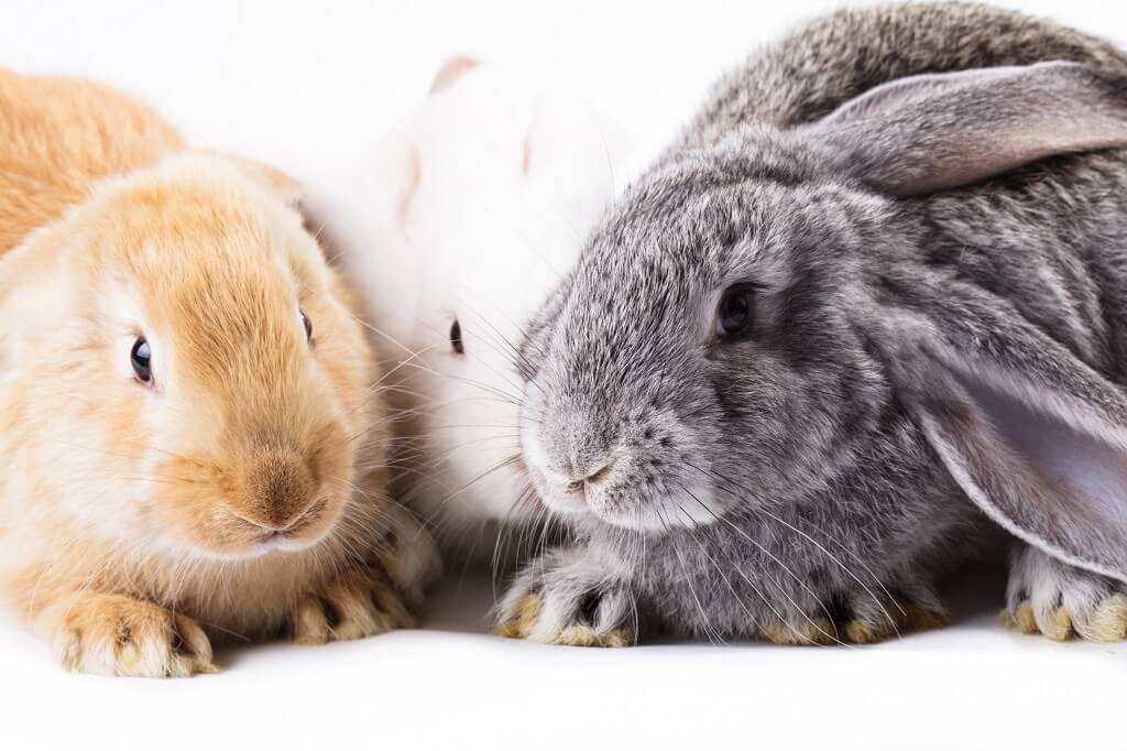 Vorbasse Marked forbyder kaniner