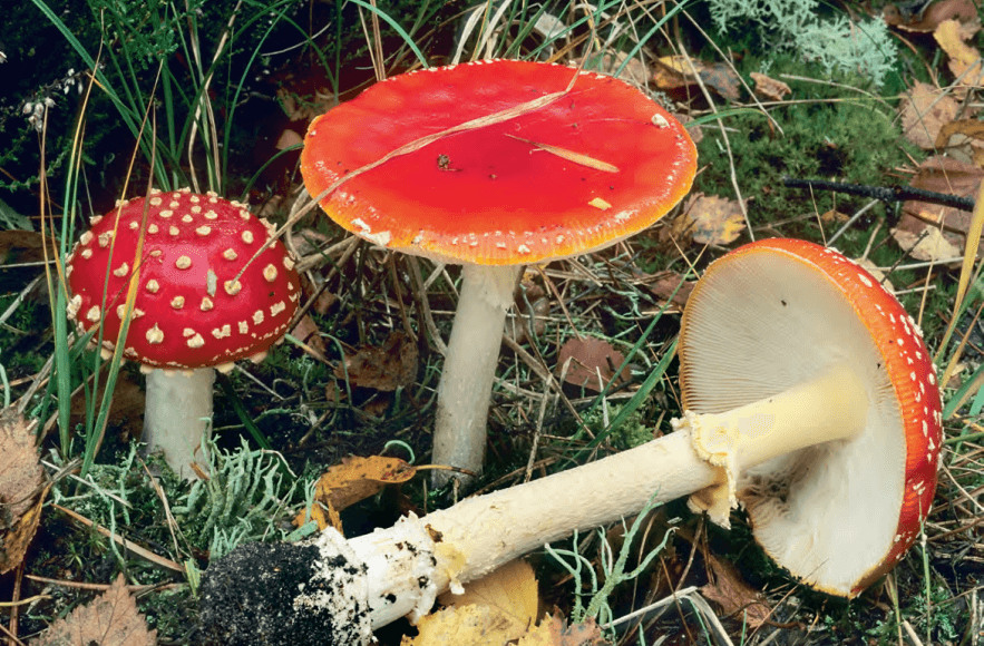 Advarsel: Pas nu på med efterårets svampe
