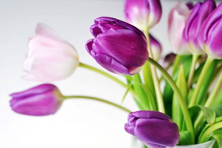 Tulipaner til overpris – i en god sags tjeneste